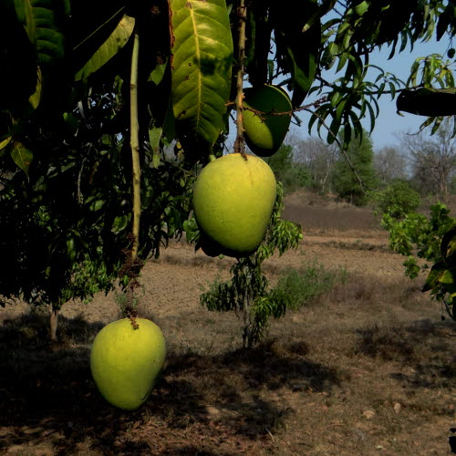 Bevattning och trädplantering i Indien