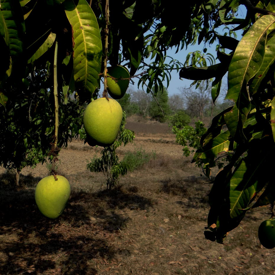Bevattning och trädplantering i Indien